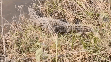 अकलतरा: पोड़ीदल्हा गांव के खेत में मिला मगरमच्छ, क्रोकोडायल पार्क में छोड़ा गया