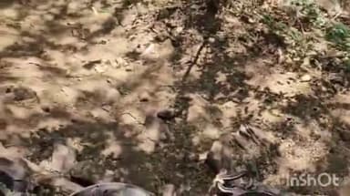 गिर्वा: उदयपुर में अवैध शराब पर बड़ी कार्रवाई, 7 लोगों को किया गया गिरफ्तार, 12,000 लीटर बीयर नष्ट