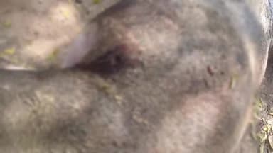 बडोनी: ग्राम बानोली में अज्ञात व्यक्ति ने गोली मारकर नीलगाय की हत्या की, वन मंडल अधिकारी ने जांच शुरू की