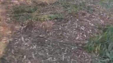 रुदौली: गनौली गांव में यूकेलिप्टस के लगभग 100 पेड़ों की कटान पर दूसरे पक्ष ने बताया अपना, रुदौली तहसील में की शिकायत