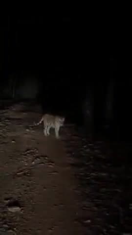 must watch to end scene 
जंगली बाघ जब गाँव में आ जाए तो सावधान 
#viralposts #fbposts #shorts #viralvideos