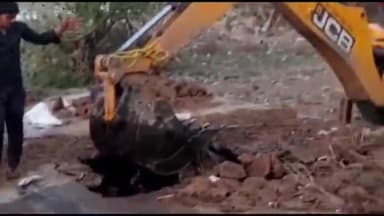 बड़ौत: घनश्यामगंज मंडी के पीछे अनाज भंडारण निराश्रित पशुओं के लिए बनी संकट, जिला पशु अधिकारी ने किया निरीक्षण