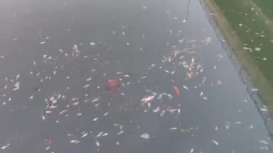 बस्ती: कुआनो नदी में बड़ी संख्या में मछलियों की हुई मौत, समाजसेवी मनमोहन श्रीवास्तव ने कार्रवाई की मांग की