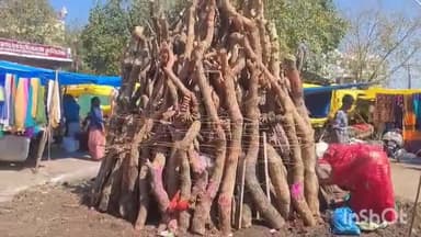 गुना नगर: जिले में 250 से ज़्यादा जगहों पर पारंपरिक होली का दहन होगा, तैयारी पूरी, लोगों में दिखा उत्साह