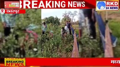 बमीठा थाने क्षेत्र में बढ़खेरा हार में किसान अवैध डोडा चूरा (अफीम) की जप्त की गई कार्यवाही।

https://youtu.be/FN4cVonfCnM