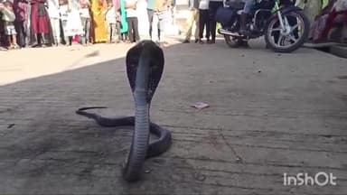 सिरोंज: पालीवाल कॉलोनी नहर के पास से सर्प मित्र ने जहरीले सांप को किया रेस्क्यू, सुरक्षित जंगल में छोड़ा