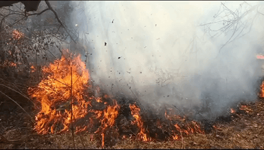 बेंगाबाद: टोपैय्या गांव के कब्रिस्तान में लगी आग, ग्रामीणों ने पुलिस को सूचना दी