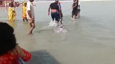 फैज़ाबाद: अयोध्या के गुप्तारघाट में सरयु नदी के किनारे डॉल्फिन दिखी, जल पुलिस और गोताखोरों ने रेस्क्यू कर गहरे पानी में छोड़ा