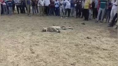 राजसमंद: सकरोदा के ग्रामीणों ने सराहनीय पहल करते हुए घायल पैंथर को वन विभाग को सौंपा