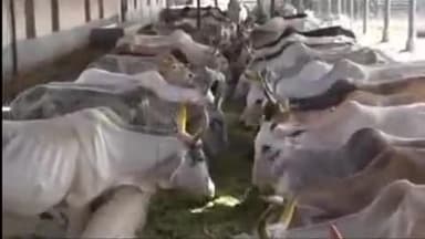 टोंक: पशुपालन विभाग की टीमें घर-घर जाकर खुरपका-मुंहपका रोग अभियान के तहत पशुओं को लगाएंगी टीका