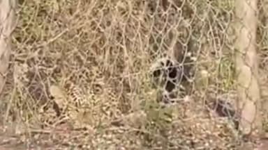 झाबुआ: हाथीपावा में तार फेंसिंग में फंसा तेंदुआ, मौके पर पहुंची वन विभाग की टीम