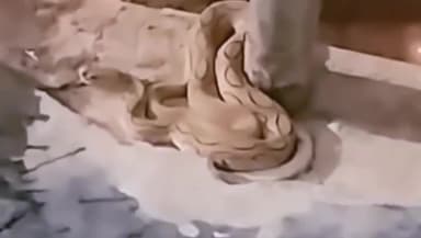 सिंगरौली: जिला अस्पताल के इमरजेंसी गेट पर दिखा जहरीला रसल वाइपर, लोगों ने डंडे से भगाया; वीडियो आया सामने