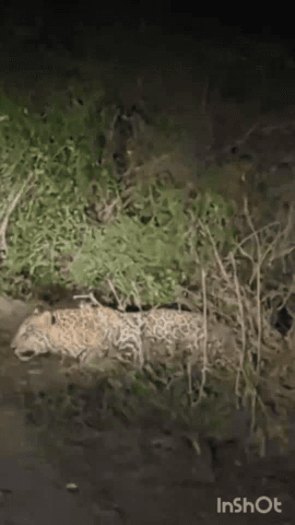 भरतपुर: केवलादेव नेशनल पार्क में एक बार फिर से पैंथर का मूवमेंट देखा गया