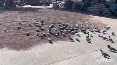 भिवानी: भिवानी में सरसों की खरीद में आढ़तियों और एजेंसी के बीच सुरक्षा को लेकर विवाद, नहीं हो पा रही ख़रीद