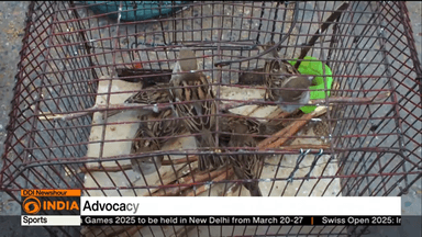 DD REPORT ON SPARROW #BIRD #FARIDABAD #फरीदाबाद #palwal #dabua #delhi #ncr #gorakhpur #india #gola #mau #viral #trend