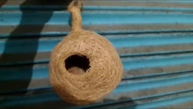 सिंगरौली: एनटीपीसी विंध्याचल ने सुभाष चंद्र लेकपार्क में मनाया विश्व गौरैया दिवस, कार्यकारी निदेशक रहे मौजूद