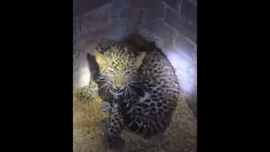 ठाकुरद्वारा: कोतवाली क्षेत्र के ग्राम बल्लभगढ़ में भूसे के ढेर पर तेंदुए को देखे जाने से ग्रामीणों में दहशत