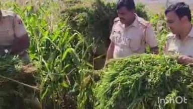 बांसवाड़ा: सुभाष नगर सामरिया गांव में अवैध गाजे की खेती के खिलाफ सदर पुलिस ने की कार्रवाई