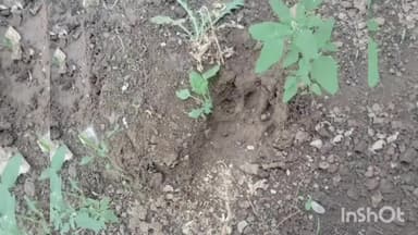 खकनार: सांईखेड़ा खुर्द में तेंदुआ दिखने से ग्रामीणों में दहशत, वन विभाग से पिंजरा लगाने की मांग की