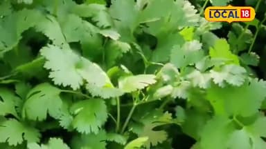 सिर्फ स्वाद नहीं , सेहत का भी है खजाना, गुण सुन चौक जाओगे आप!!