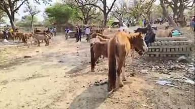 सिराथू: कड़ा में लगने वाले गधा-घोड़ा के मेले की शुरुआत, पहले दिन पहुंचे सैकड़ों जानवर