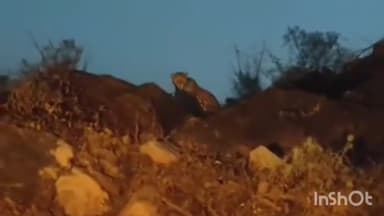 राजसमंद: राजसमंद सुंदरचा रोड पर आबादी क्षेत्र में दिखा पैंथर, लोगों में डर का माहौल