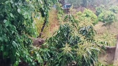 रातू: प्रखंड में बारिश और ओलावृष्टि को लेकर मौसम विभाग ने तेज आंधी और बिजली गिरने का अलर्ट जारी किया