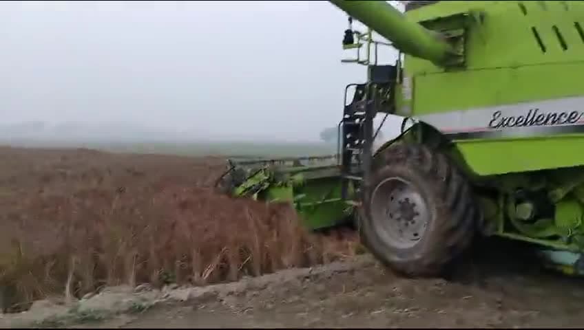 गेहूं की कटाई #harvest #happy #harvesting #gorakhpur #viral #trend #dabua #BK #bansgaon #gola #faridabad  #fasal #news