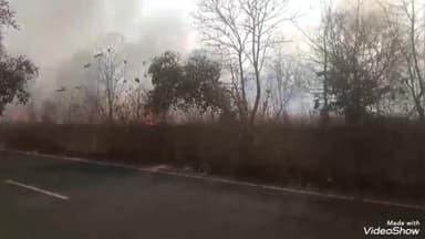 मिर्ज़ापुर: विजयपुर गांव के मोर्चा पहाड़ी पर जंगल में आग लगने से कीमती पेड़-पौधे हुए नष्ट