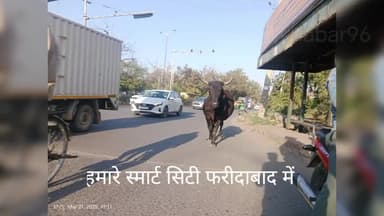 स्मार्ट सिटी में गोवंश #faridabad #india #indian #cow #mcf #delhi #ncr #ballabhgarh #bjp #national #viral #haryana #mau