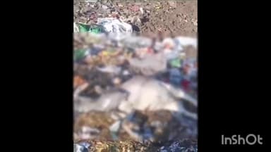 सिरोंज: वार्ड क्रमांक-1 में आवारा मवेशी की प्लास्टिक कचरा खाने से हुई मौत