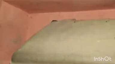 त्योंदा: बासौदा रोड पर स्थित मकान से सर्प मित्र परवेज ने जहरीले सर्प को रेस्क्यू किया, सुरक्षित जंगल में छोड़ा