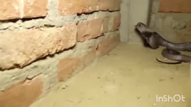 त्योंदा: बासोदा मार्ग पर स्थित मकान से सर्प मित्र परवेज ने जहरीले सर्प को रेस्क्यू किया, सुरक्षित जंगल में छोड़ा