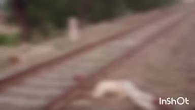 मुंगेर: जमालपुर-भागलपुर रेलखंड के कल्याणपुर स्टेशन के पास ट्रेन की चपेट में आने से एक बुजुर्ग की हुई मौत