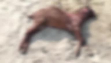 सहावर: म्यासुर गांव में आवारा कुत्तों ने एक ही दिन में तीन बकरियों को नोचकर मार डाला, ग्रामीणों में दहशत