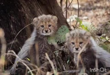 कराहल: शावकों के साथ कूनो के जंगलों की सैर कर रही गामिनी 
वन मंत्री ने शेयर किये फोटो