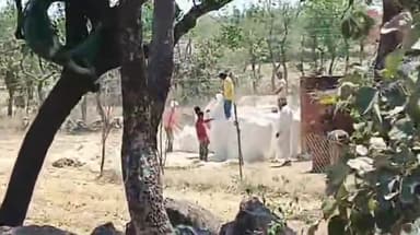 टीकमगढ़: भूसा परिवहन पर प्रतिबंध के बावजूद ज़िले में धड़ल्ले से हो रहा है भूसे का परिवहन, वीडियो हुआ वायरल