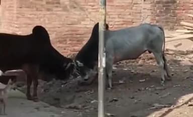 कालपी: कदौरा कस्बे में पुराना थाना के पास बीच सड़क पर दो सांडों ने मचाया उत्पात, एक बाइक हुई क्षतिग्रस्त