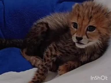 कराहल: कूनो में पहली मादा चीता का जन्म, मुखी चीता परियोजना के लिए ऐतिहासिक पल