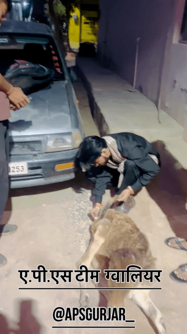 2 दिन से बुखार आ रहा था खड़ी नहीं हो पा रही थी 🙏🏻 Respect Girls help poor help animals #apsgurjar