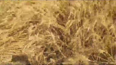 #गेहूं_काटने_का_रीपर | कॉल-9999087359 | पता- एम.के. कृषि यंत्र, #भूतपुरी, जिला-#बिजनौर, उ. प्र. l #Reaper #reper #bijnor