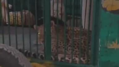 कुंडम: खमरिया आयुध निर्माणी फैक्ट्री से बचाया गया मादा तेंदुआ, कुंडम के जंगल में छोड़ा गया