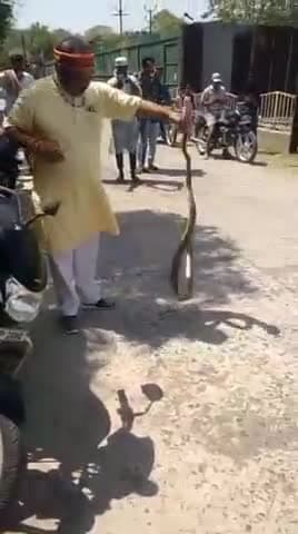 जबलपुर: सूपाताल छुई खदान के पास, कच्ची दीवार में फंसा सात फीट लंबा सांप, सर्प विशेषज्ञ ने किया रेस्क्यू