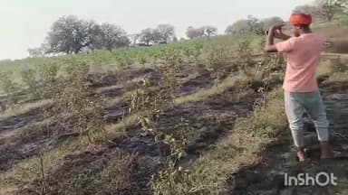 पिपरा: कारी लेबुडा गांव के पास कुशवाहा ग्वाभा फार्म के अमरूद बागान में लगी आग, 4 हजार पेड़ जलकर नष्ट