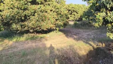 अमरोहा: अमरोहा में कांठ रोड पर लकड़ी माफिया ने आम के हरे-भरे पेड़ों को काटा, वन विभाग बना अंजान