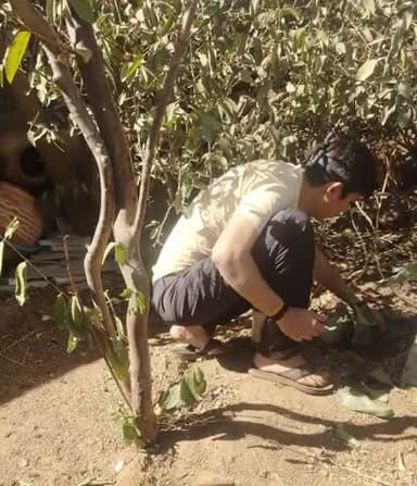 आम के सूखे पौधे को जीवित करने का प्रयास, 🍊 🌴 
#savetreesavelife