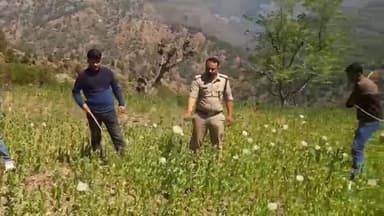 चिन्यालीसौड़: बनचौरा क्षेत्र में 15 नाली भू-भाग पर उगाई गई अवैध अफीम की खेती को किया गया नष्ट