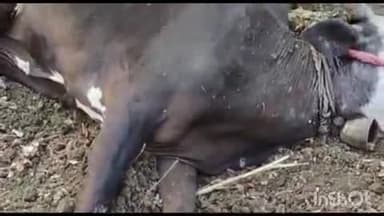 समुद्रपूर: वानरचुवा येथे वाघाच्या हल्ल्यात शेतात बांधून असलेली गाय ठार: शेजारी बांधून असलेले चार बैल थोडक्यात बचावले