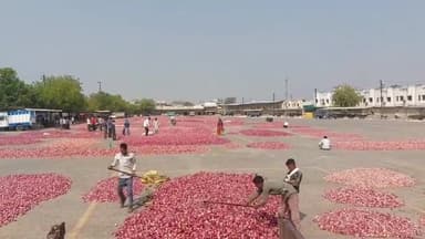 मंदसौर: लालघाटी स्थित कृषि उपज मंडी 5 दिन के अवकाश के बाद खुली, बड़ी संख्या में उपज लेकर पहुंचे किसान