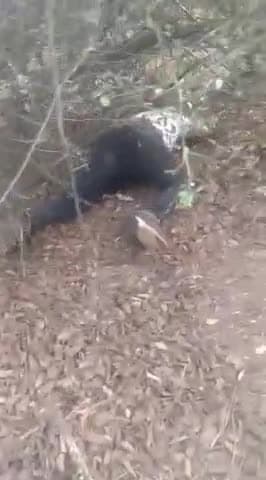 ग्वालियर गिर्द: बिजौली के जंगल में मिला शव, पुलिस ने किया बड़ा खुलासा